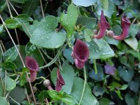 Aristolochia baetica 41, Saxifraga-Ed Stikvoort