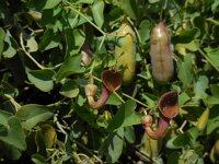 Aristolochia baetica 42, Saxifraga-Ed Stikvoort