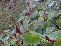 Aristolochia baetica 43, Saxifraga-Ed Stikvoort