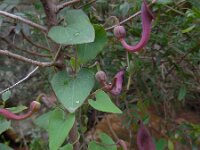 Aristolochia baetica 44, Saxifraga-Ed Stikvoort