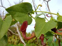 Aristolochia baetica 45, Saxifraga-Ed Stikvoort