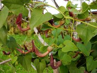 Aristolochia baetica 46, Saxifraga-Ed Stikvoort