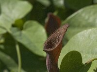 Aristolochia baetica 5, Saxifraga-Jan van der Straaten