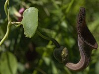 Aristolochia baetica 6, Saxifraga-Jan van der Straaten