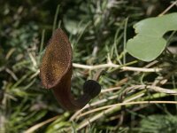 Aristolochia baetica 7, Saxifraga-Willem van Kruijsbergen