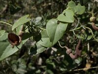 Aristolochia baetica 8, Saxifraga-Willem van Kruijsbergen