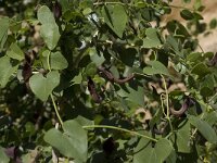 Aristolochia baetica 9, Saxifraga-Willem van Kruijsbergen