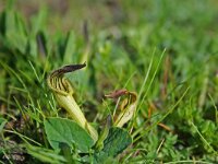 Aristolochia clusii 2, Saxifraga-Jeroen Willemsen