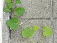 Aristolochia macrophylla 7, Grootbladige pijpbloem, Saxifraga-Rutger Barendse