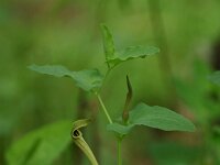 Aristolochia paucinervis 2, Saxifraga-Dirk Hilbers