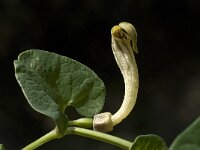 Aristolochia paucinervis 3, Saxifraga-Willem van Kruijsbergen