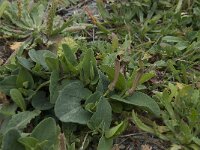 Aristolochia paucinervis 4, Saxifraga-Willem van Kruijsbergen