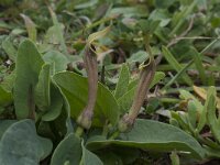 Aristolochia paucinervis 5, Saxifraga-Willem van Kruijsbergen