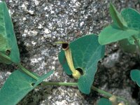Aristolochia paucinervis 6, Saxifraga-Jan van der Straaten