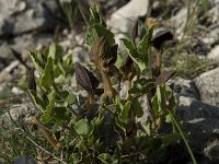 Aristolochia pistolochia 2, Saxifraga-Willem van Kruijsbergen