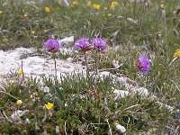 Armeria alpina 11, Saxifraga-Luuk Vermeer
