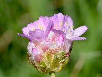 Armeria alpina 6, Saxifraga-Sonja Bouwman  Alpine thrift - Armeria alpina - Plumbaginaceae familie