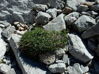 Armeria cantabrica 2, Saxifraga-Ed Stikvoort : Espinama - Fuente Dé - Regugio de Aliva s9900