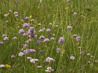 Armeria girardii 2, Saxifraga-Jan van der Straaten