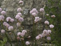 Armeria girardii 4, Saxifraga-Jan van der Straaten