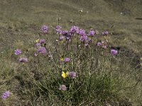 Armeria maritima ssp halleri 61, Zink Engels gras, Saxifraga-Willem van Kruijsbergen