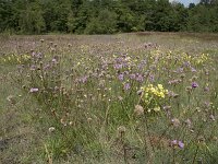 Armeria maritima ssp halleri 92, Zink Engels gras, Saxifraga-Willem van Kruijsbergen