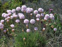 Armeria pungens 1, Saxifraga-Jan van der Straaten