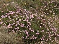 Armeria pungens 11, Saxifraga-Willem van Kruijsbergen