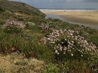 Armeria pungens 13, Saxifraga-Jan van der Straaten