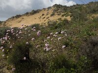 Armeria pungens 14, Saxifraga-Jan van der Straaten
