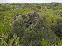 Armeria pungens 16, Saxifraga-Willem van Kruijsbergen