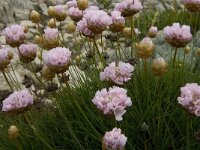Armeria pungens 18, Saxifraga-Jan van der Straaten