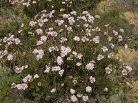 Armeria pungens 19, Saxifraga-Willem van Kruijsbergen