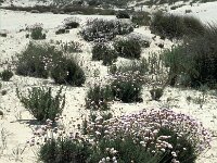 Armeria pungens 2, Saxifraga-Jan van der Straaten