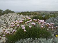 Armeria pungens 21, Saxifraga-Willem van Kruijsbergen