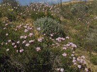 Armeria pungens 22, Saxifraga-Jan van der Straaten