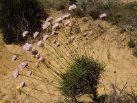 Armeria pungens 24, Saxifraga-Jan van der Straaten