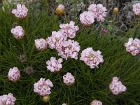 Armeria pungens 25, Saxifraga-Willem van Kruijsbergen