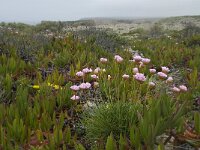 Armeria pungens 27, Saxifraga-Willem van Kruijsbergen