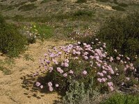 Armeria pungens 28, Saxifraga-Jan van der Straaten