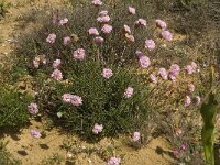 Armeria pungens 29, Saxifraga-Willem van Kruijsbergen