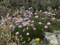Armeria pungens 31, Saxifraga-Willem van Kruijsbergen