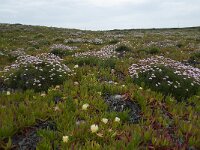 Armeria pungens 35, Saxifraga-Willem van Kruijsbergen