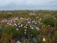 Armeria pungens 36, Saxifraga-Willem van Kruijsbergen
