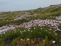 Armeria pungens 37, Saxifraga-Willem van Kruijsbergen