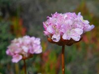 Armeria pungens 43, Saxifraga-Ed Stikvoort
