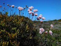 Armeria pungens 45, Saxifraga-Ed Stikvoort
