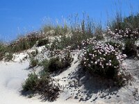 Armeria pungens 49, Saxifraga-Jan van der Straaten