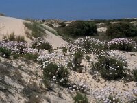 Armeria pungens 5, Saxifraga-Jan van der Straaten