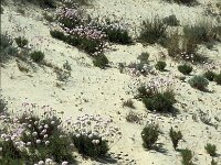Armeria pungens 50, Saxifraga-Jan van der Straaten